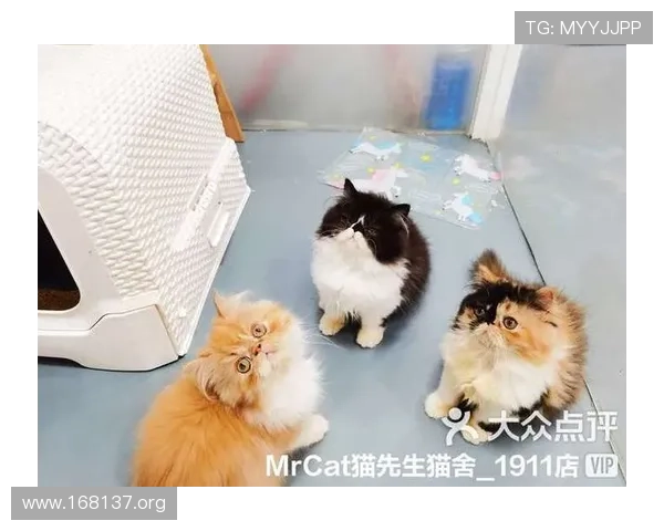 探索mrcat猫先生的奇妙旅程：宠物爱好者的必备指南